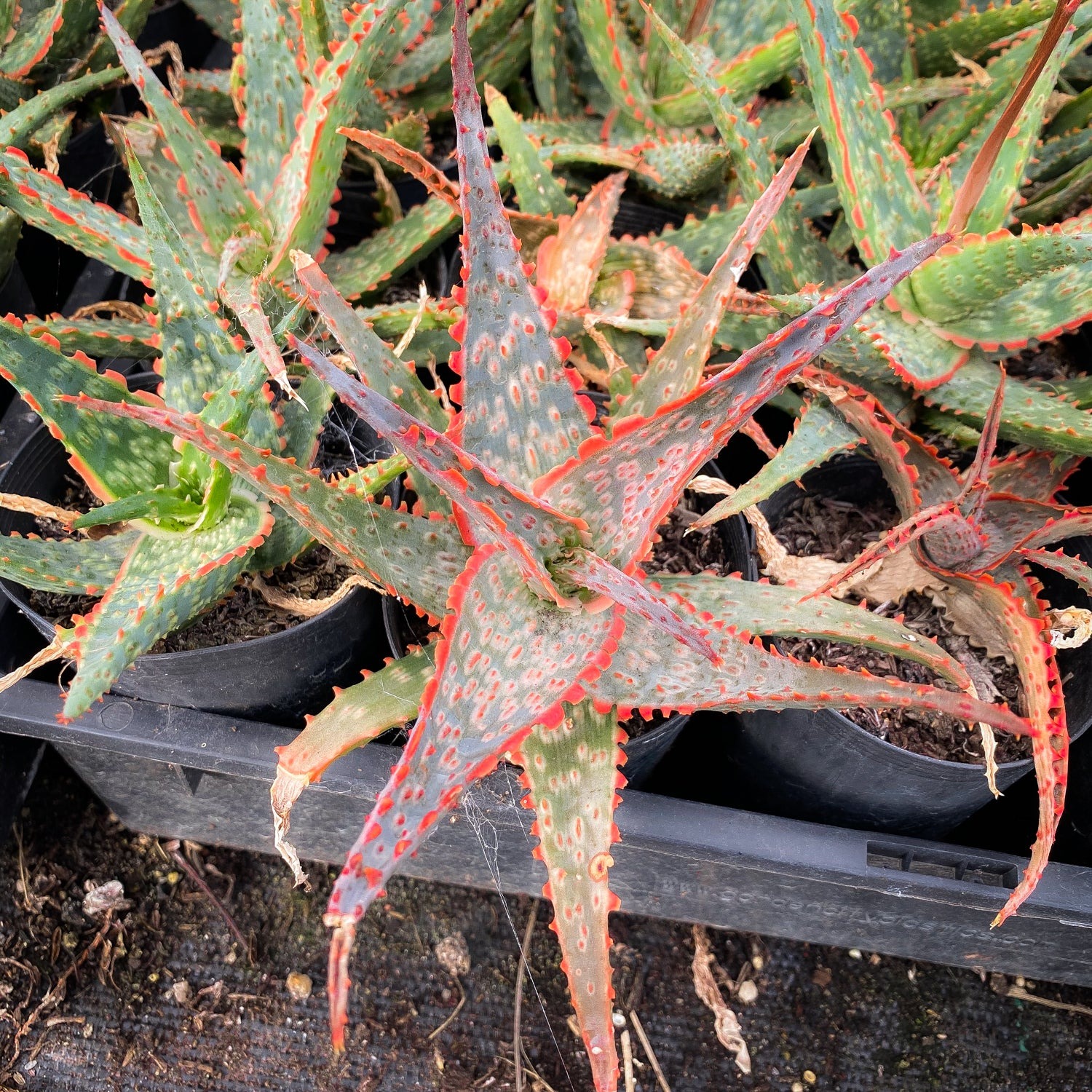 carmine-aloe-aloe-carmine Types of Aloe Plants