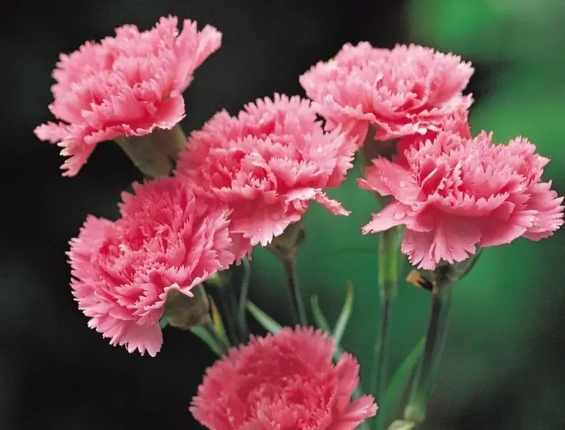 carnations-1 Flowers That Are Toxic to Cats