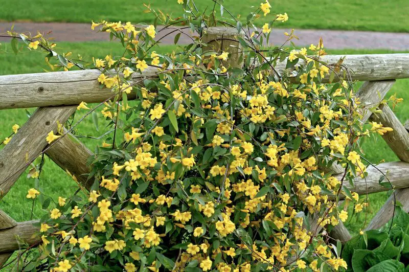 shrubs with yellow flowers