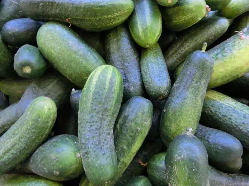 Types of Cucumber Plants