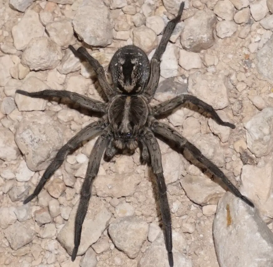 Dangerous Bugs in Michigan