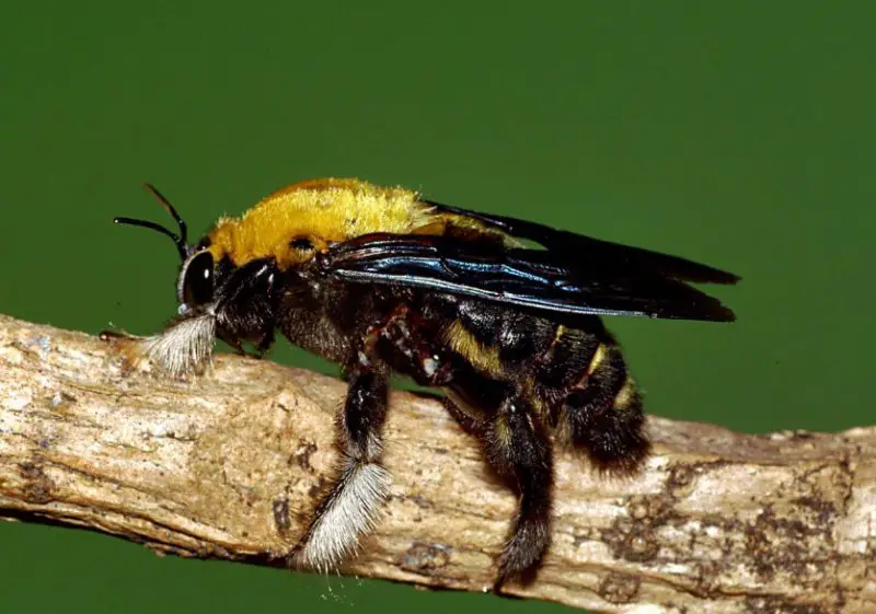 Dangerous or Harmful Bugs in Virginia