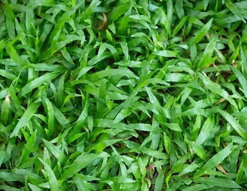 Types of Grass in Florida