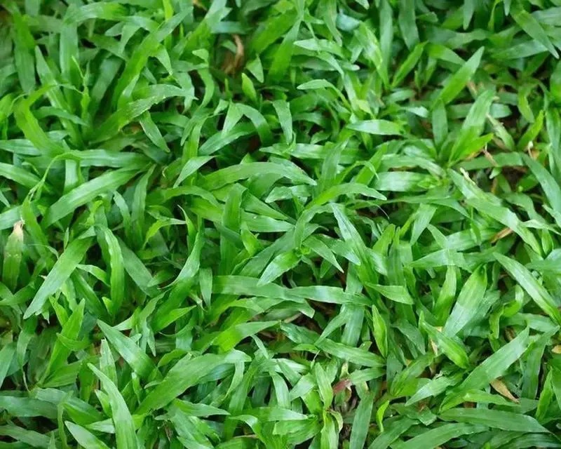 Types of Grass in Texas