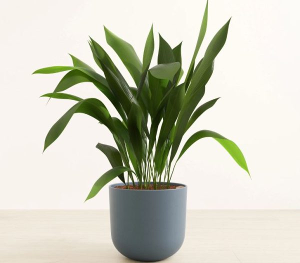 Pet Safe House Plants