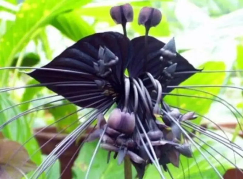 Black Orchid Flower