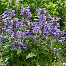 41 Types of Mint Plants (With Pictures)