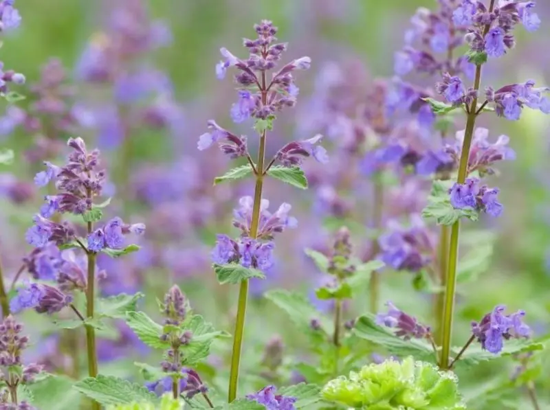 Plants That Repel Mosquitoes