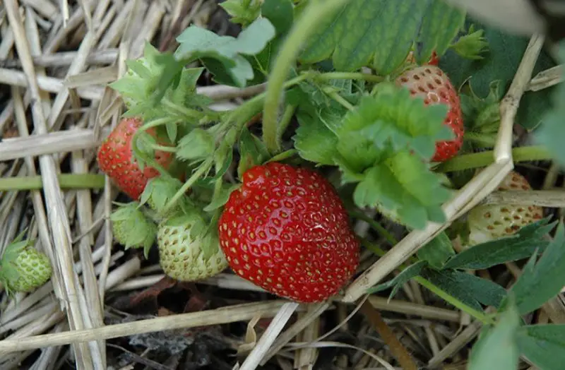 Types of Strawberry Plants
