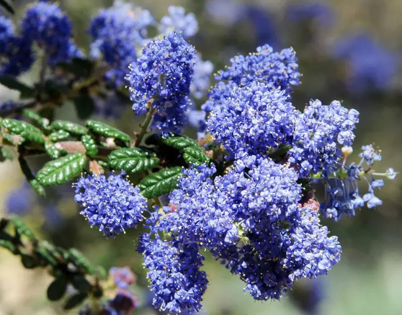Shrubs with Purple Flowers