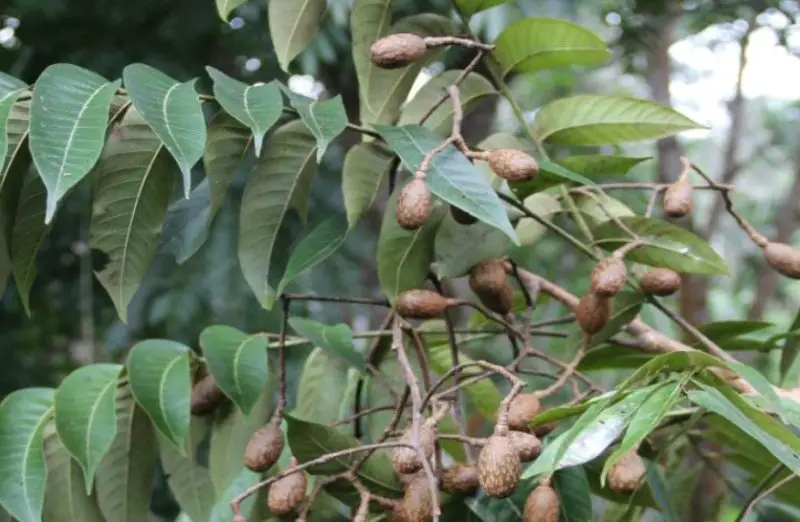 Types of Cedar Trees