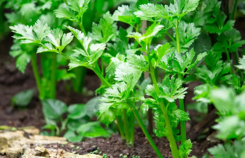 Companion Plants for Tomatoes