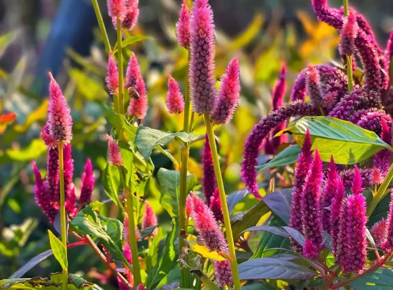 Celosia Plant Care