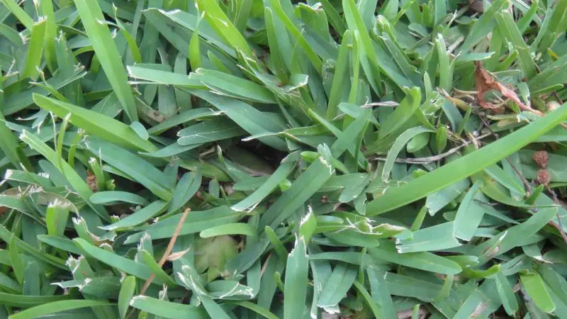 Types of Grass in Texas