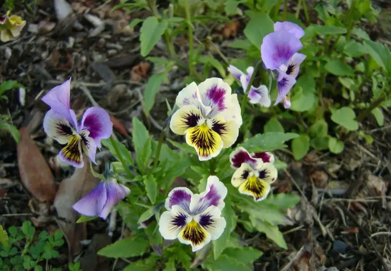 chalon-supreme-800x556-1 Purple and White Flowers