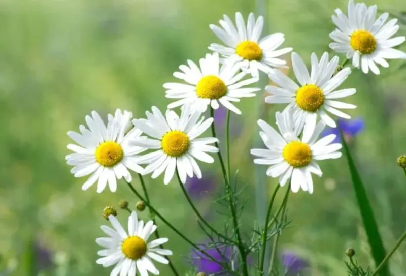 Raspberry Companion Plants