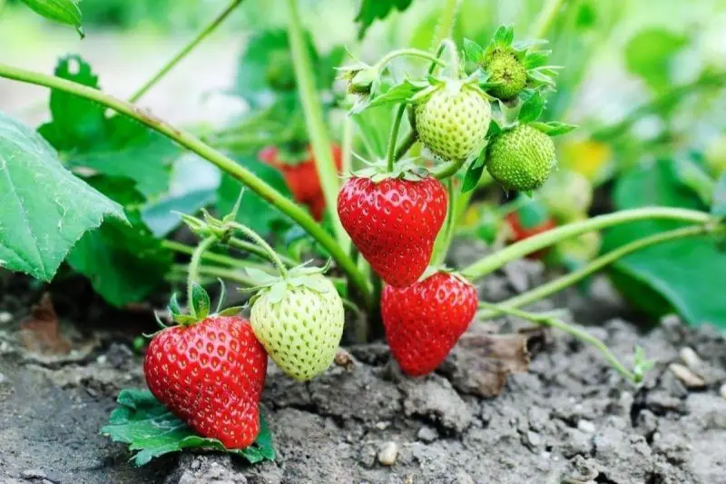 Types of Strawberry Plants