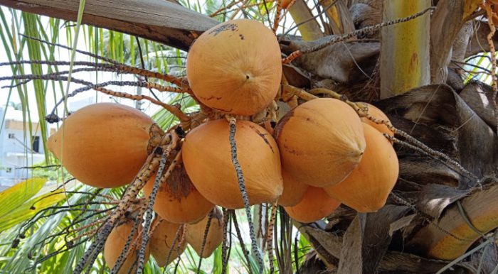 Types of Coconuts