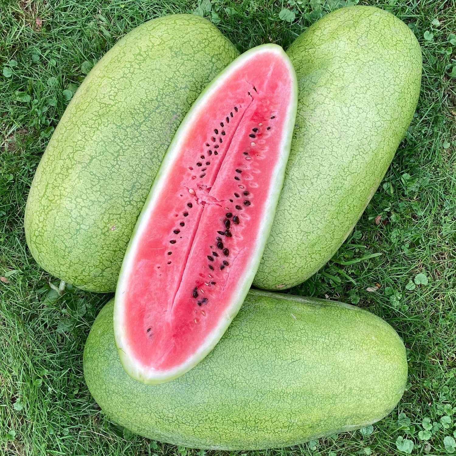 Types of Watermelon Plants