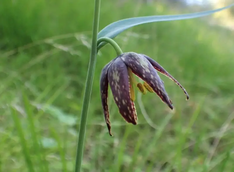 Flowers That Bloom in Spring