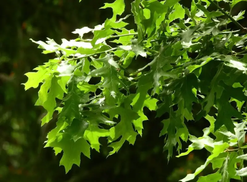 Types of Oak Trees in Texas