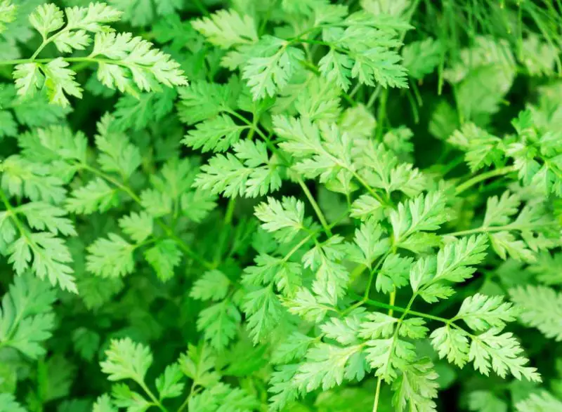 Raspberry Companion Plants