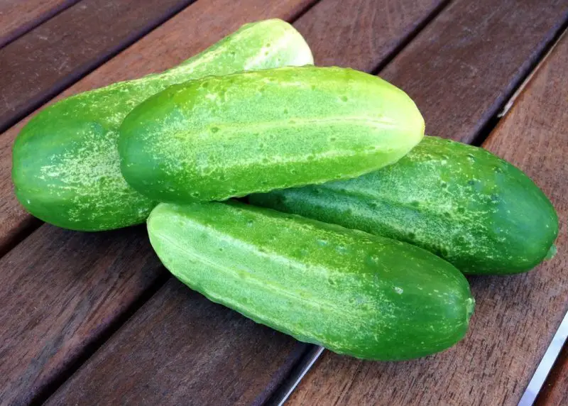Types of Cucumber Plants