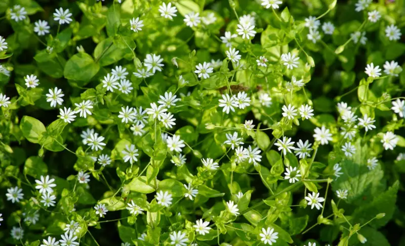 Companion Plants for Tomatoes