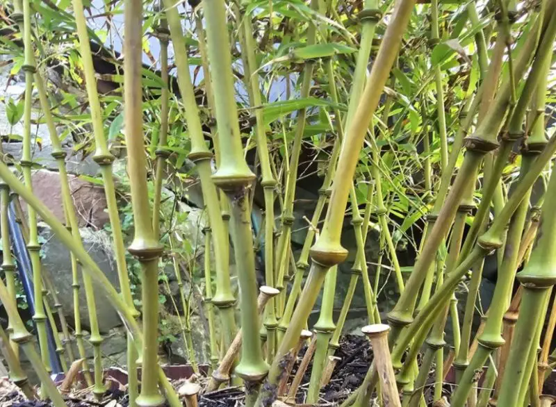 types of bamboo plants