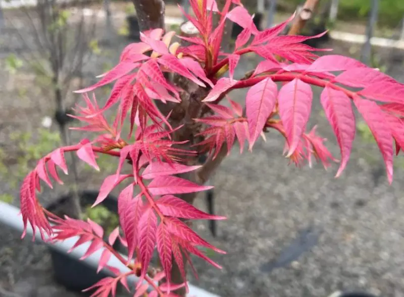 Types of Cedar Trees