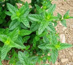 41 Types of Mint Plants (With Pictures)