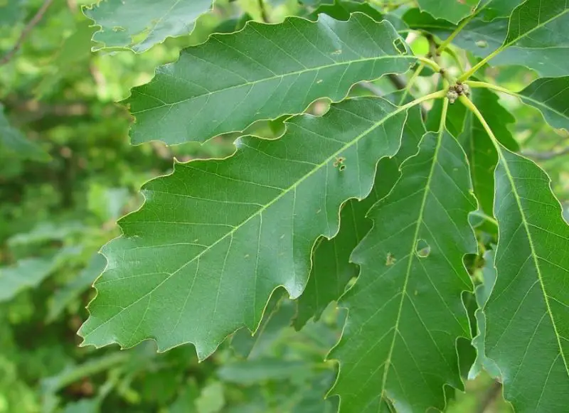 Types of Oak Trees in Texas