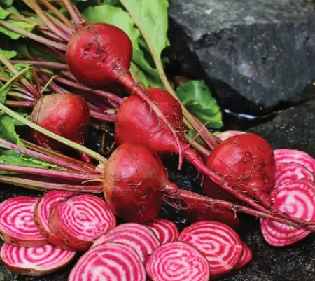 Chioggia Beets