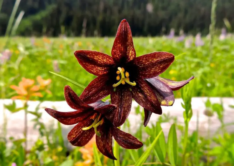 Flowers That Smell Good