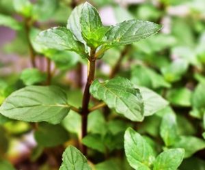 41 Types of Mint Plants (With Pictures)
