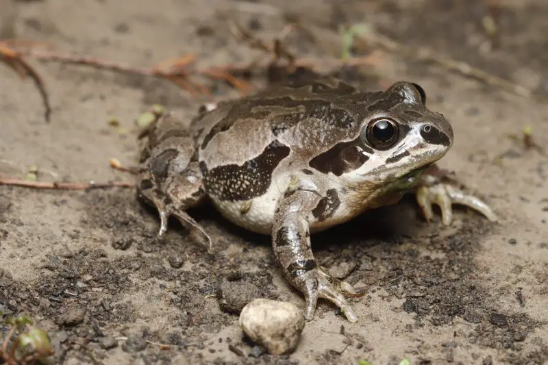 Chorus Frogs in Illinois Marshes