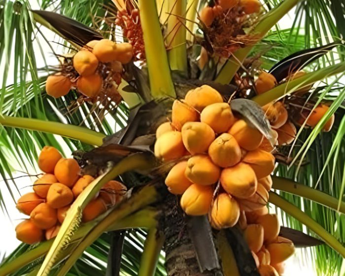 Types of Coconuts
