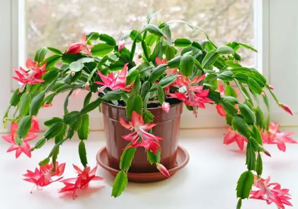 Pet Safe House Plants