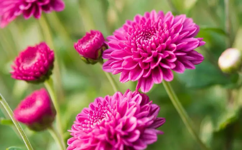 chrysanthemum-800x495-1 Plants That Repel Flies