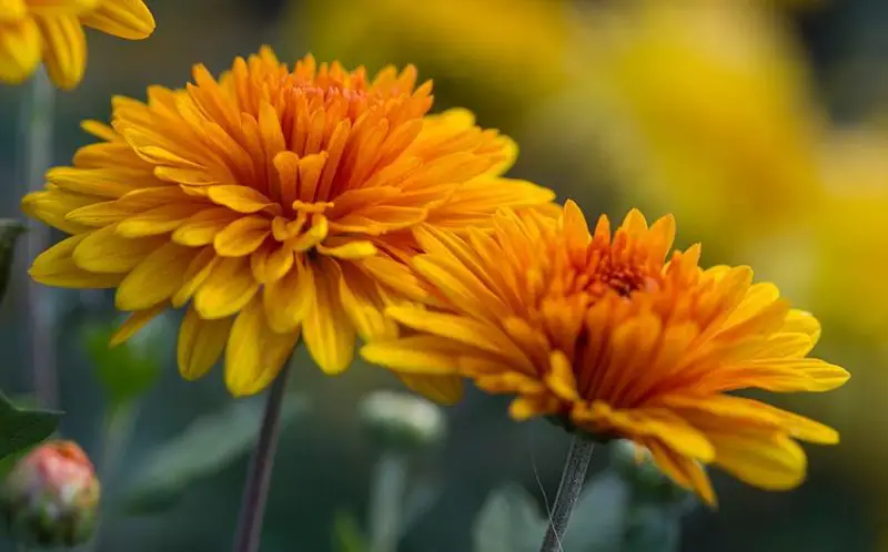 chrysanthemums-800x498-1-2 Flowers That Are Toxic to Cats