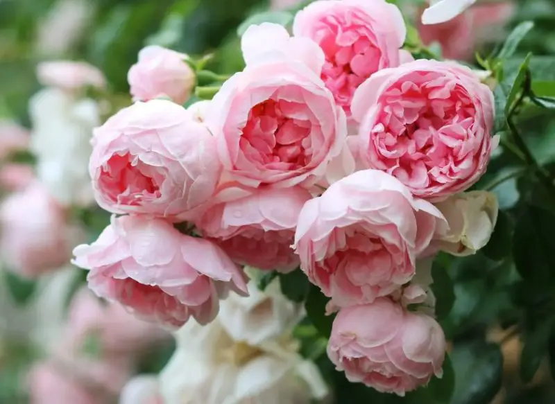 Pink and White Flowers