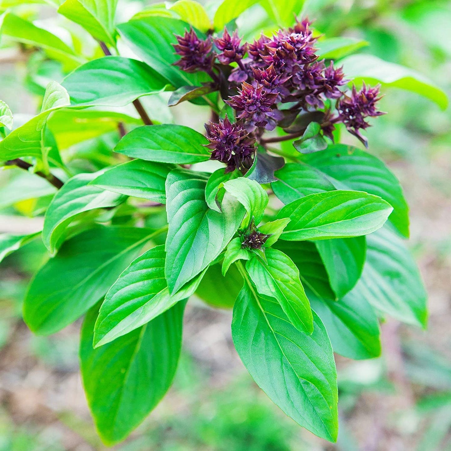 Types of Basil Plants
