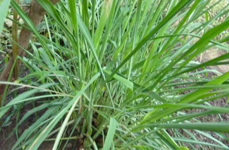 Plants That Repel Mosquitoes