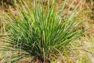 28 Best Plants That Repel Mosquitoes and Flies