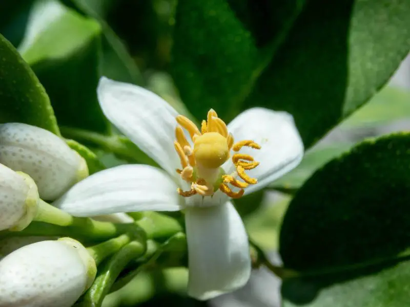 Flowers That Smell Good