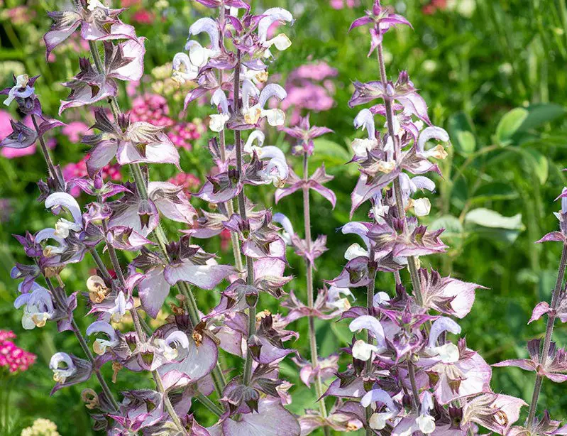 Plants That Repel Mosquitoes