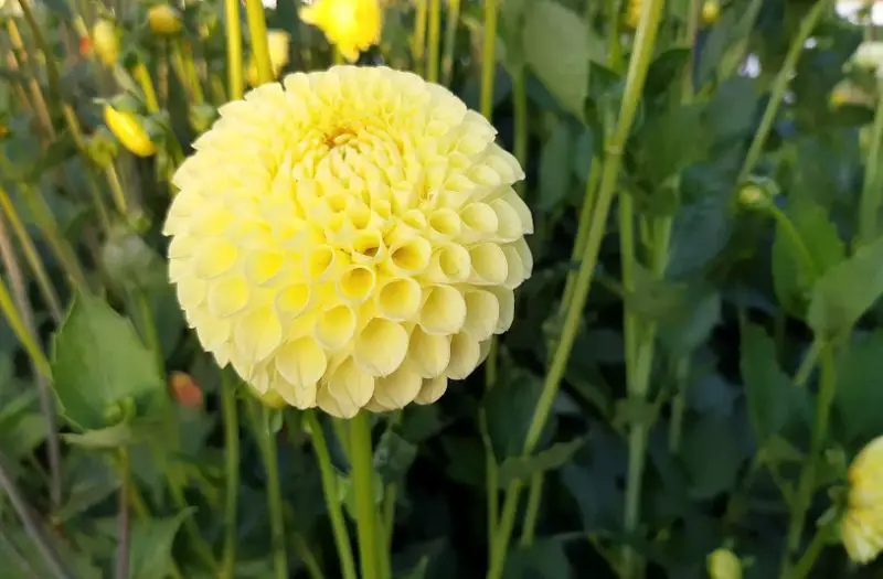Yellow Dahlia