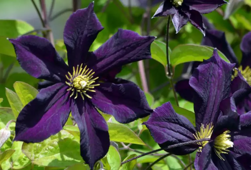 Flowers That Bloom in Summer