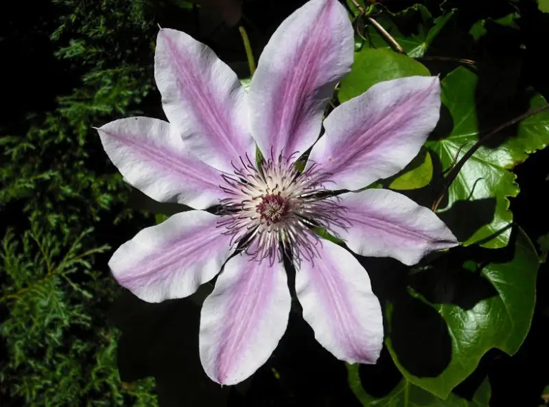 Pink and White Flowers