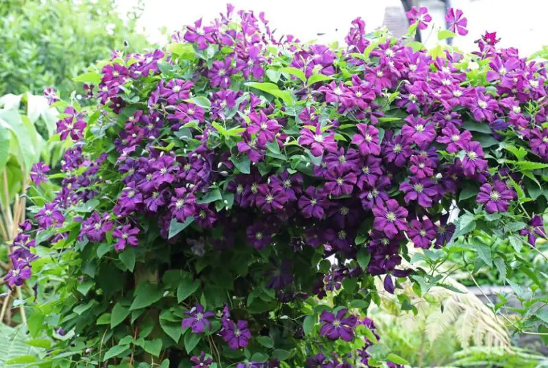 Flowers That Bloom in Spring